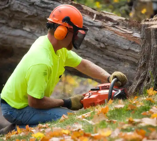 tree services Belton